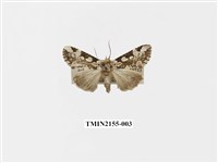 藏品(連珠波紋蛾)的圖片